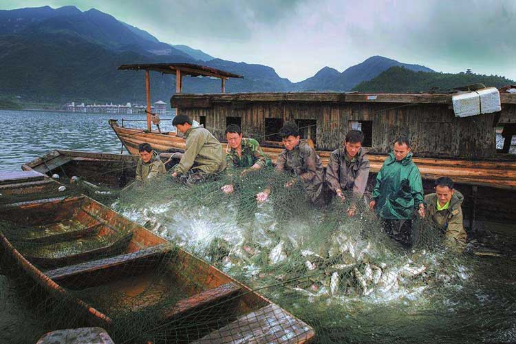 1530752561769975.jpg 海鱼捕捞.jpg
